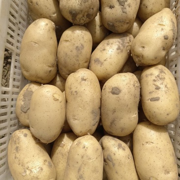 土豆沃土荷兰喜森V7长磊8号等
