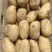 土豆沃土荷兰喜森V7长磊8号等