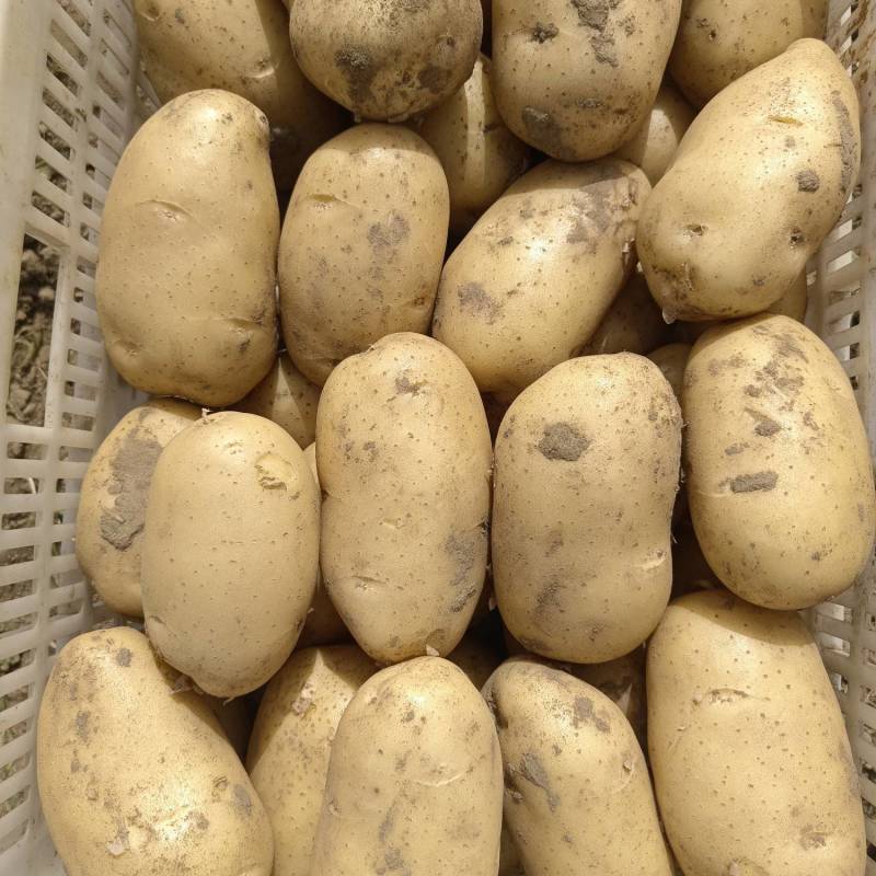 土豆沃土荷兰喜森V7长磊8号等
