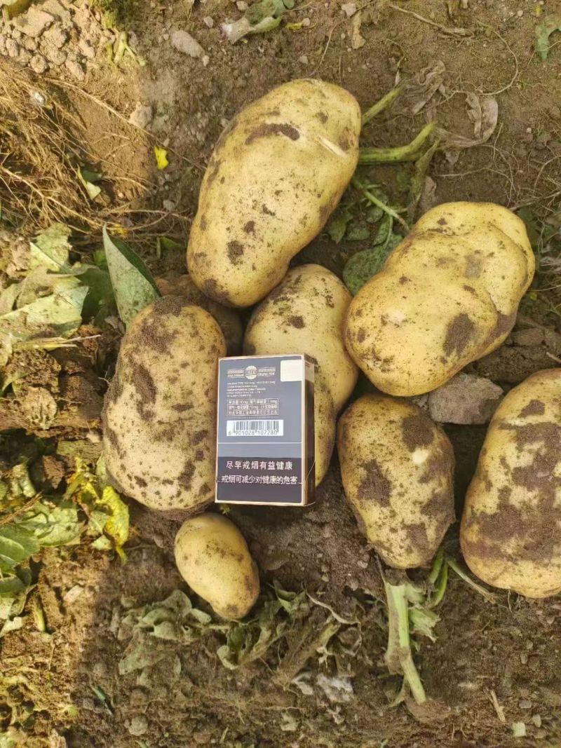 土豆沃土荷兰喜森V7长磊8号等