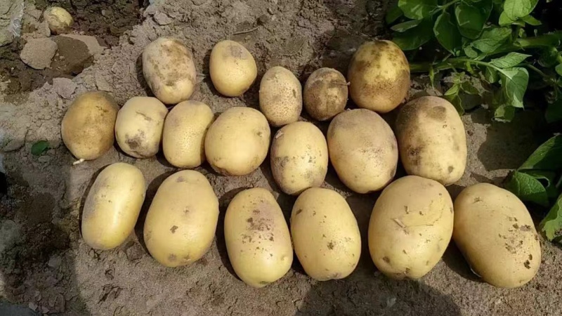 土豆沃土荷兰喜森V7长磊8号等