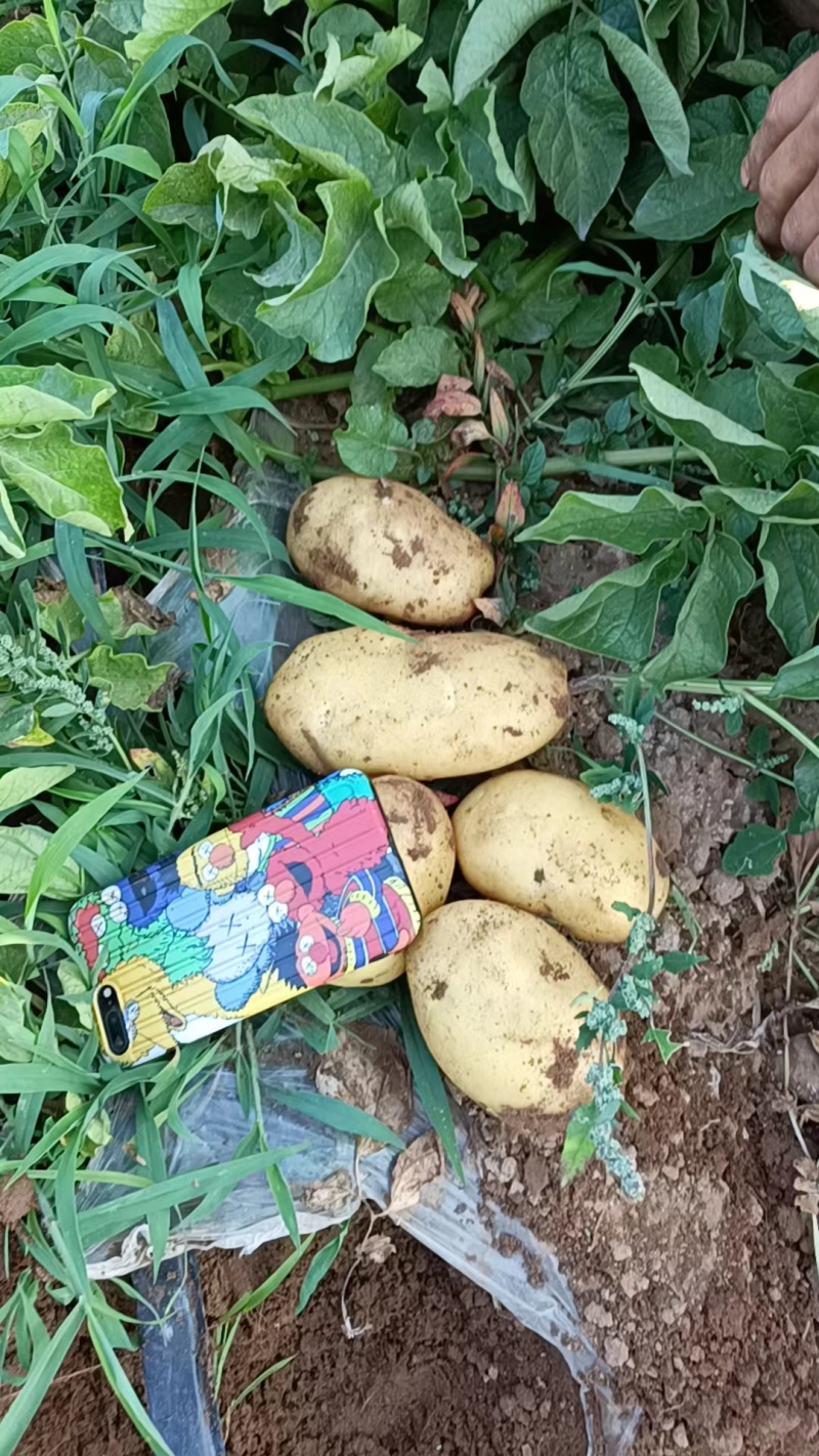 土豆沃土荷兰喜森V7长磊8号等