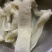 水发牛心管