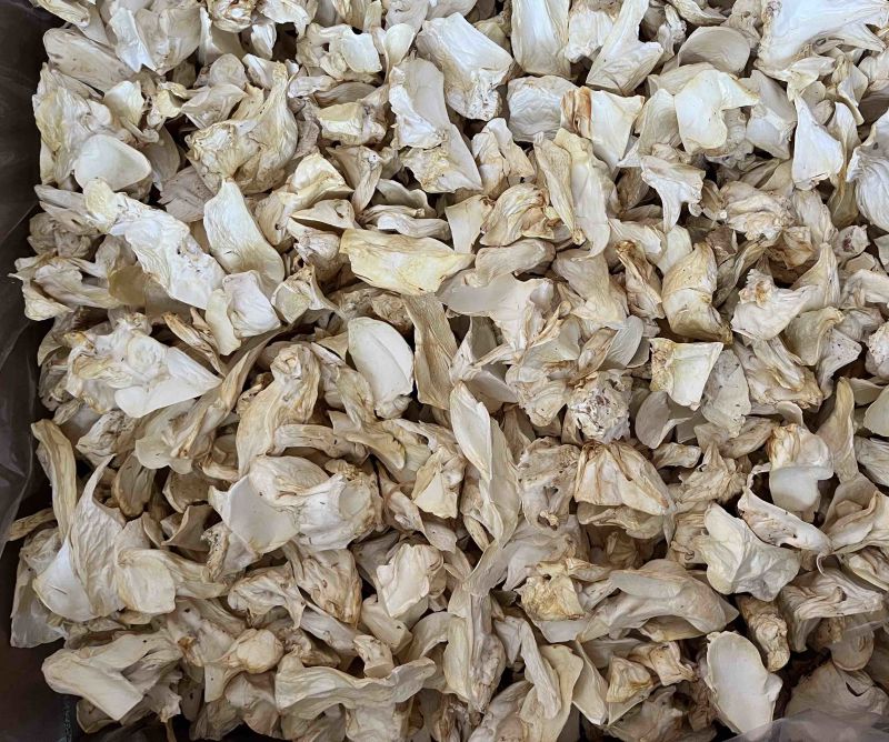 杏鲍菇根大量供应菌汤包专用欢迎下单