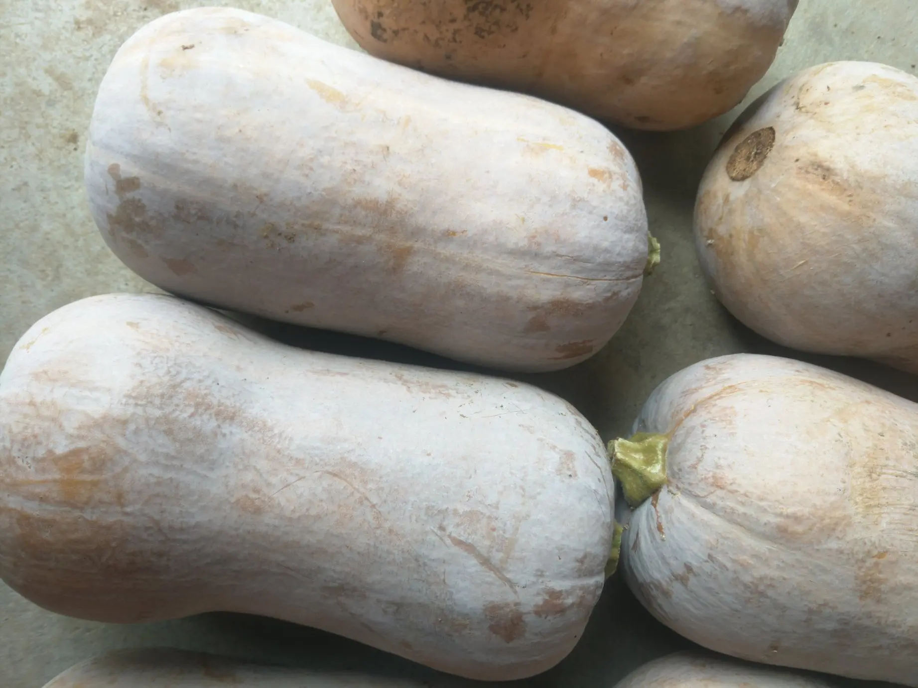 挑选优质窝瓜示意图