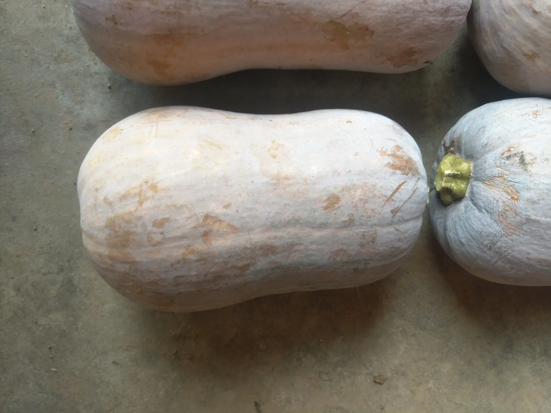 南瓜花不可食用部位示意图