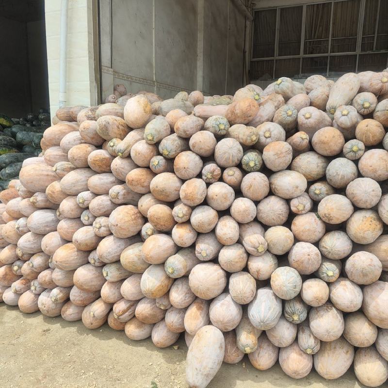 广西南宁，密本南瓜，大量供应，诚信经营，