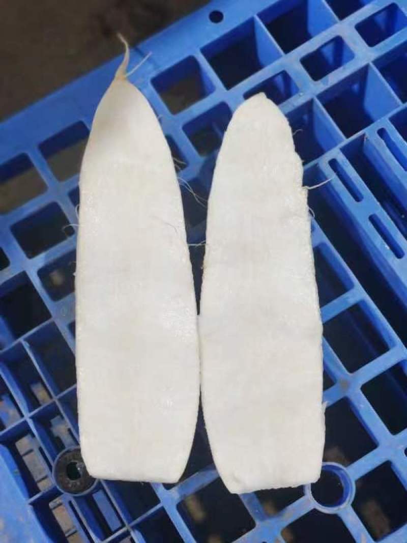 湖北精品白萝卜大量上市品质保证一手货源量大从优