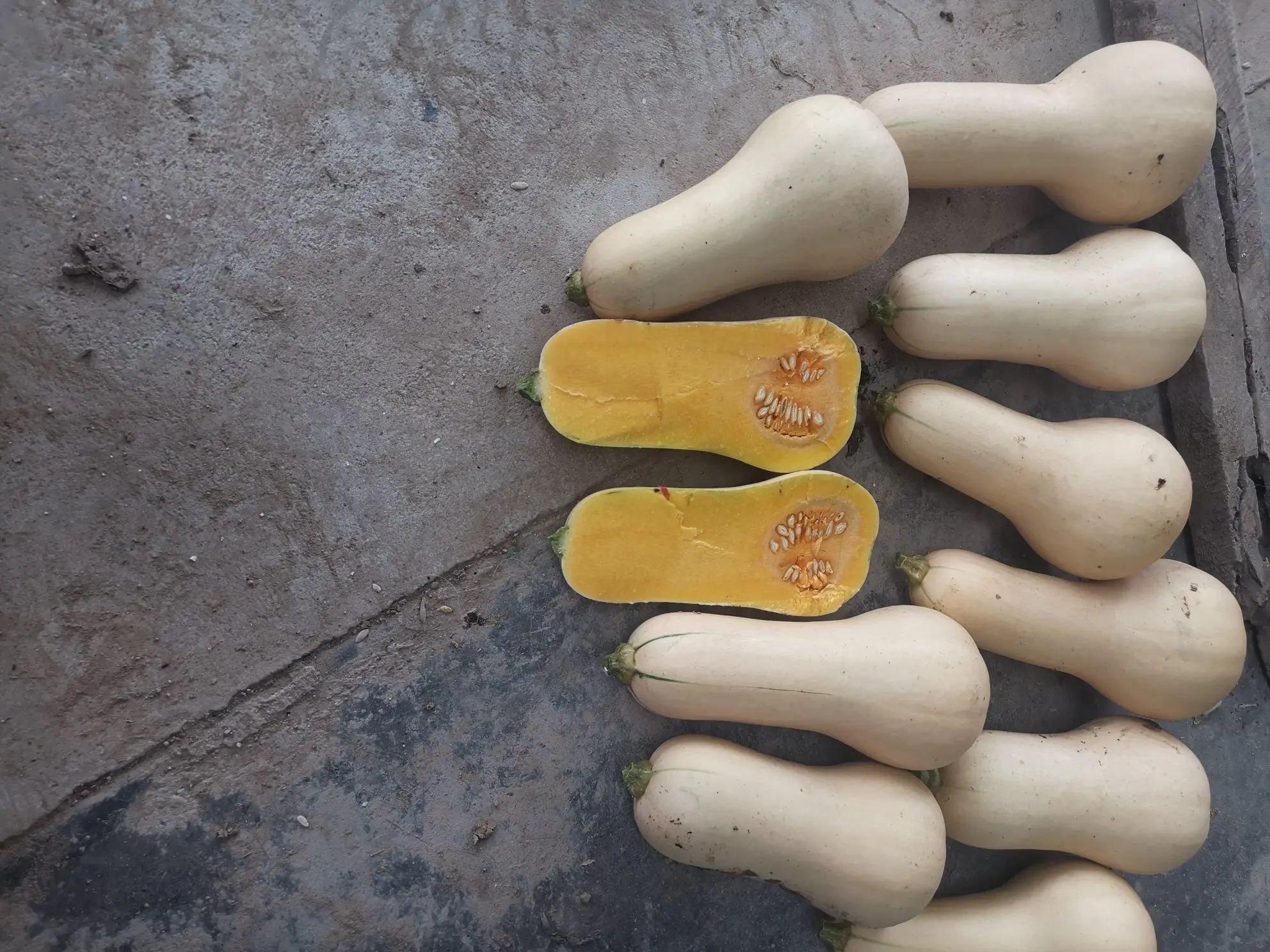 奶油南瓜实物图