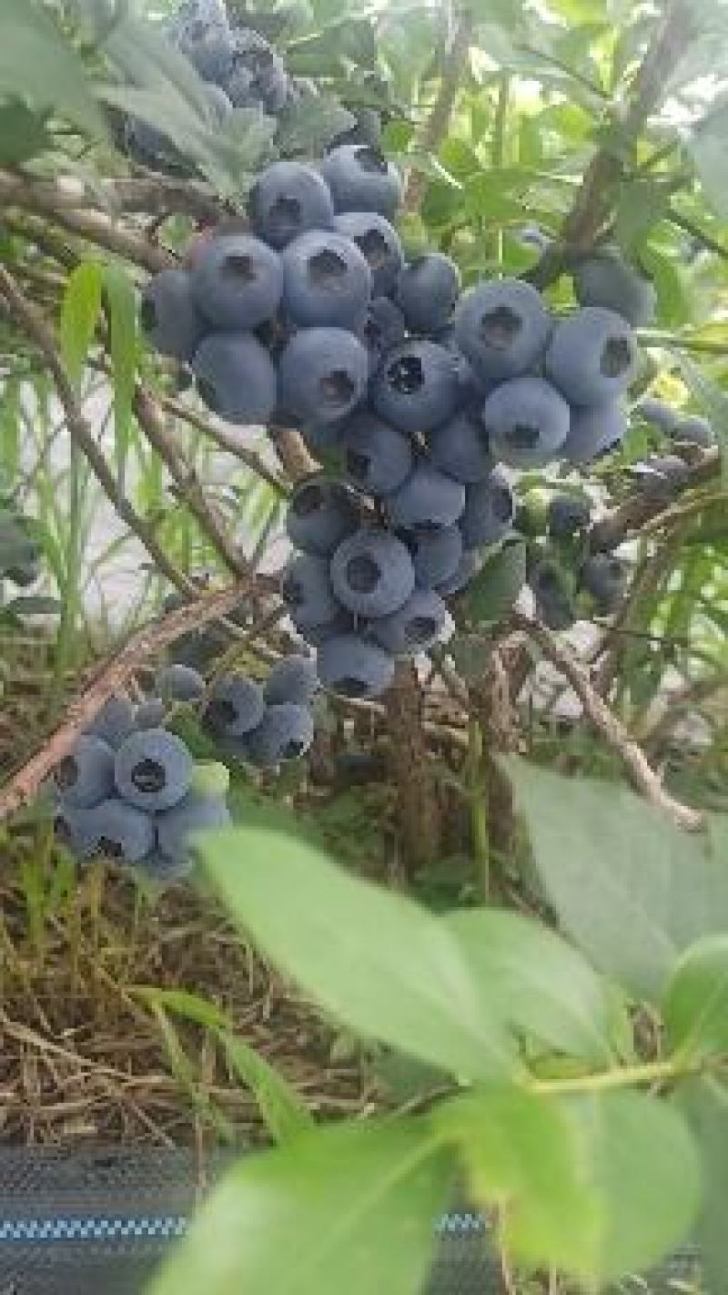 长白山蓝莓
