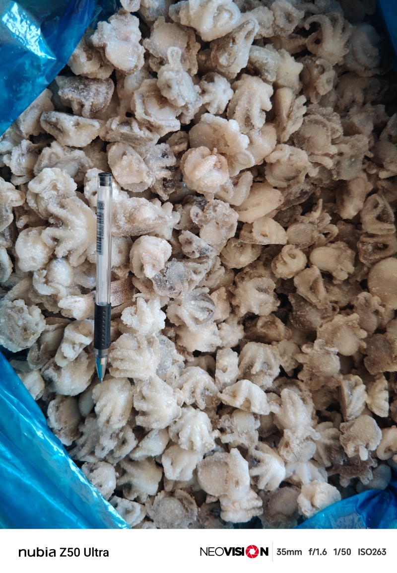 蚝蛋烧专用盐揉三去迷你小八爪江苏连云港发货全国发货