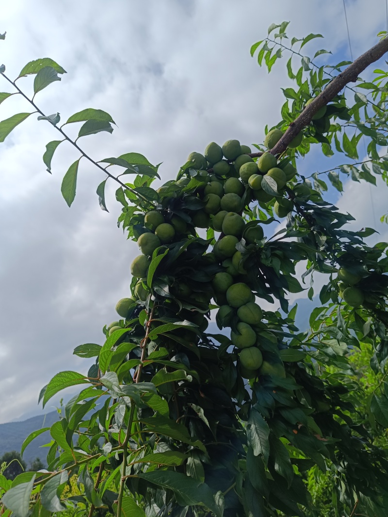 重庆奉节清脆李子大量上市了，品质好，一手货源，千亩李园