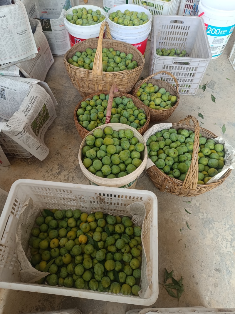 重庆奉节清脆李子大量上市了，品质好，一手货源，千亩李园