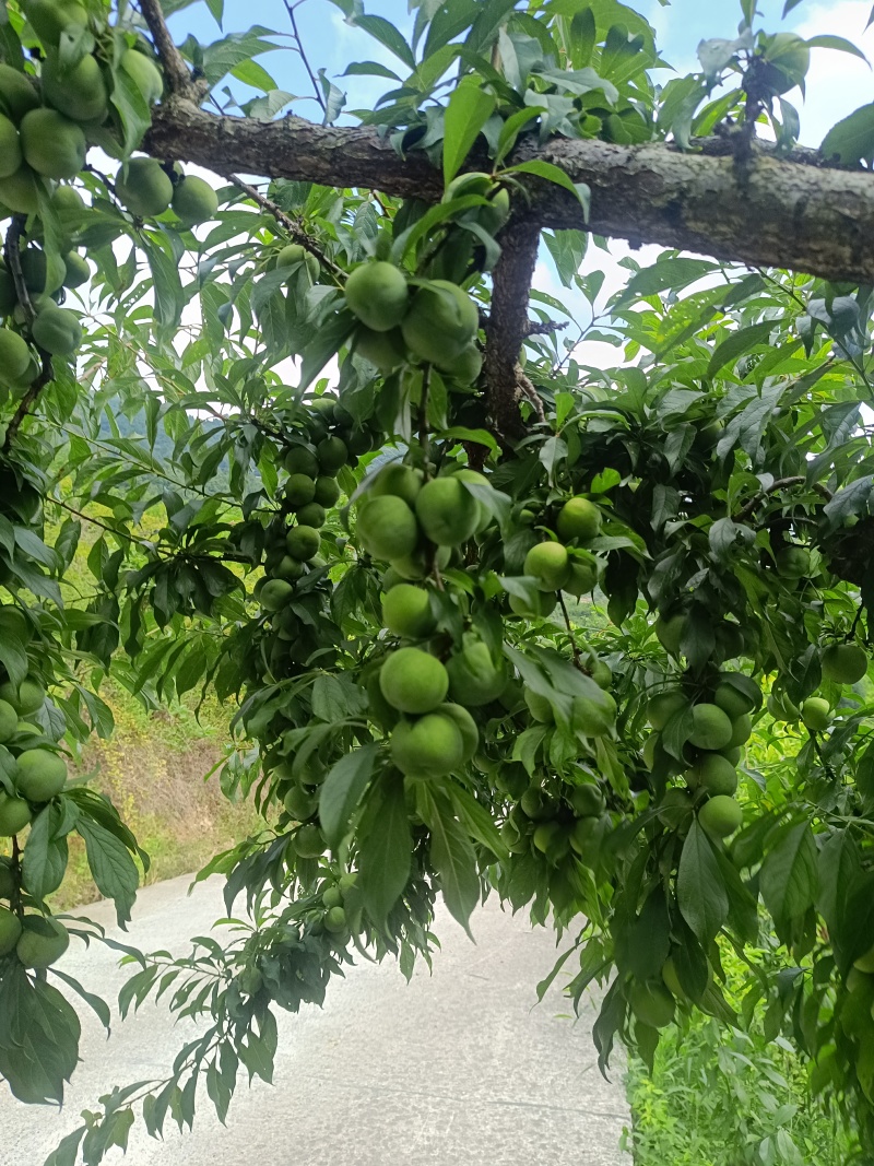 重庆奉节清脆李子大量上市了，品质好，一手货源，千亩李园