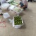 重庆奉节清脆李子大量上市了，品质好，一手货源，千亩李园