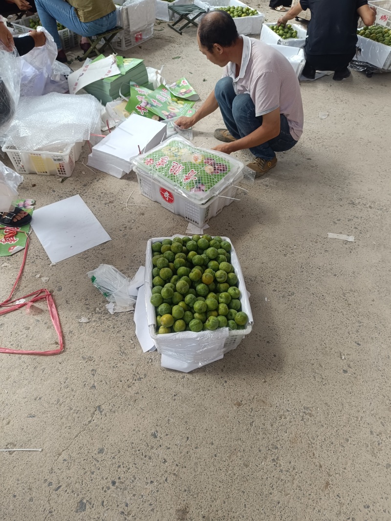 重庆奉节清脆李子大量上市了，品质好，一手货源，千亩李园