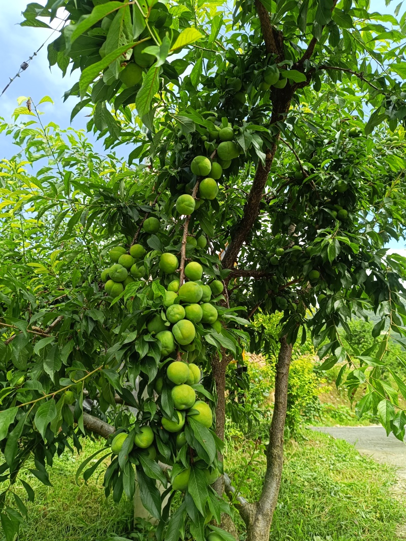 重庆奉节清脆李子大量上市了，品质好，一手货源，千亩李园