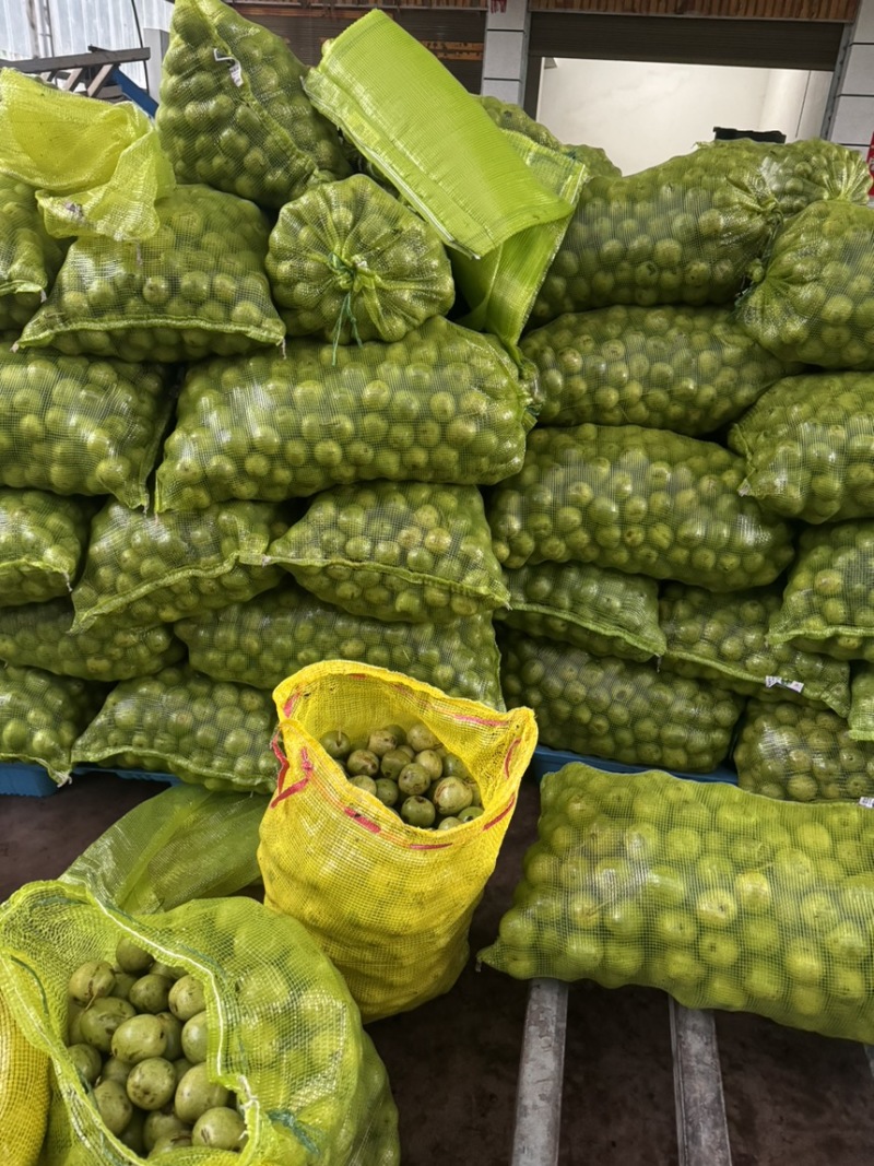 青皮核桃，优质核桃，各种规格，手摘果，棒打果，大量上市