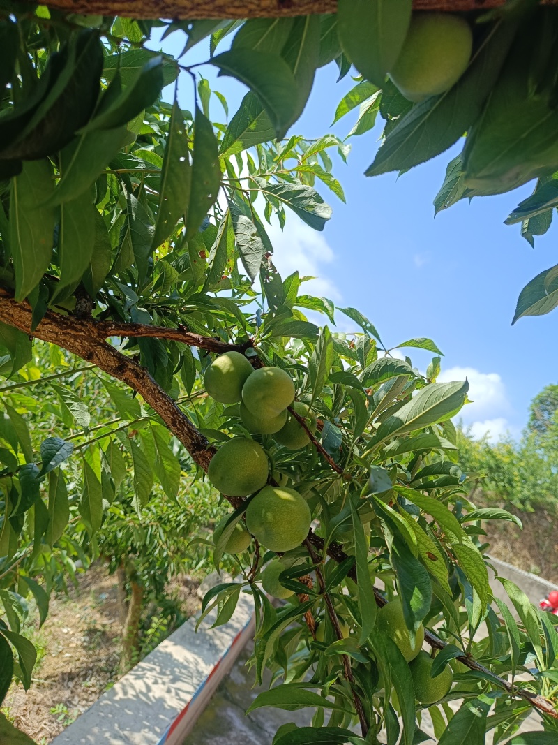 重庆奉节清脆李子大量上市了，品质好，一手货源，千亩李园
