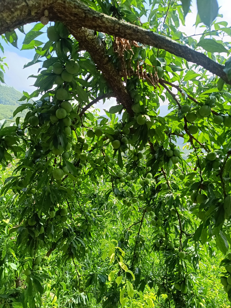 重庆奉节清脆李子大量上市了，品质好，一手货源，千亩李园