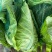 牛心甘蓝有现货技术种植专业装车品质优良无虫眼无烧边