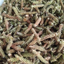 夏枯球青黄球