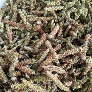 夏枯球青黄球