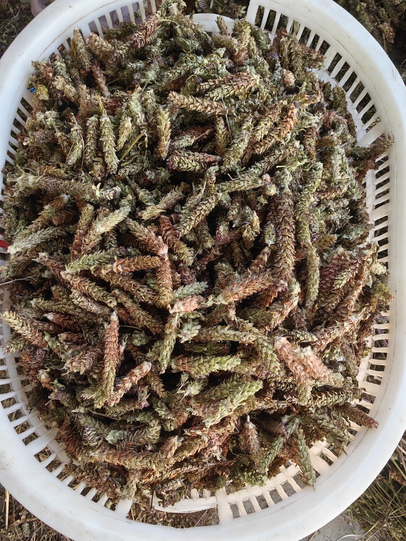 夏枯球青黄球