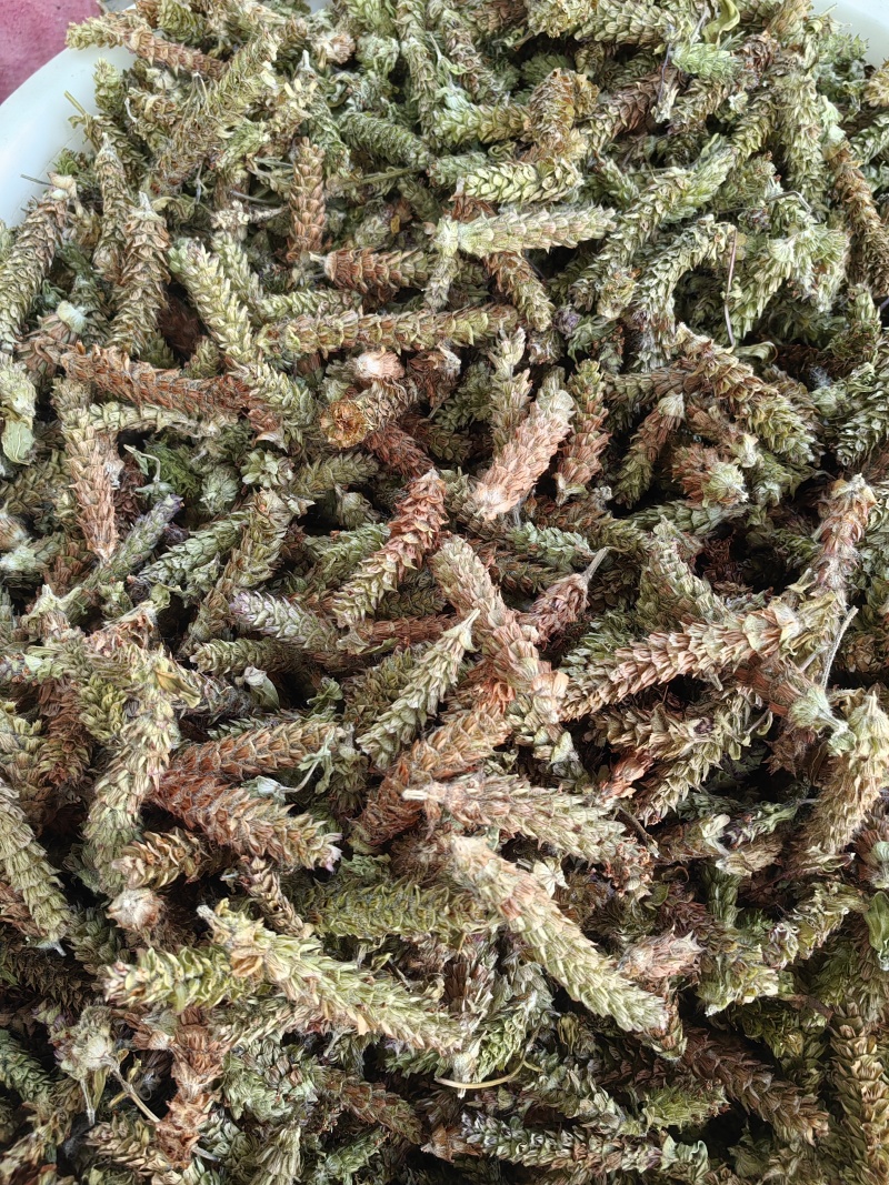 夏枯球青黄球