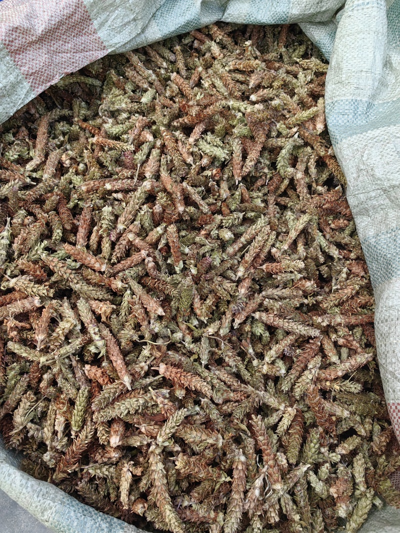 夏枯球青黄球