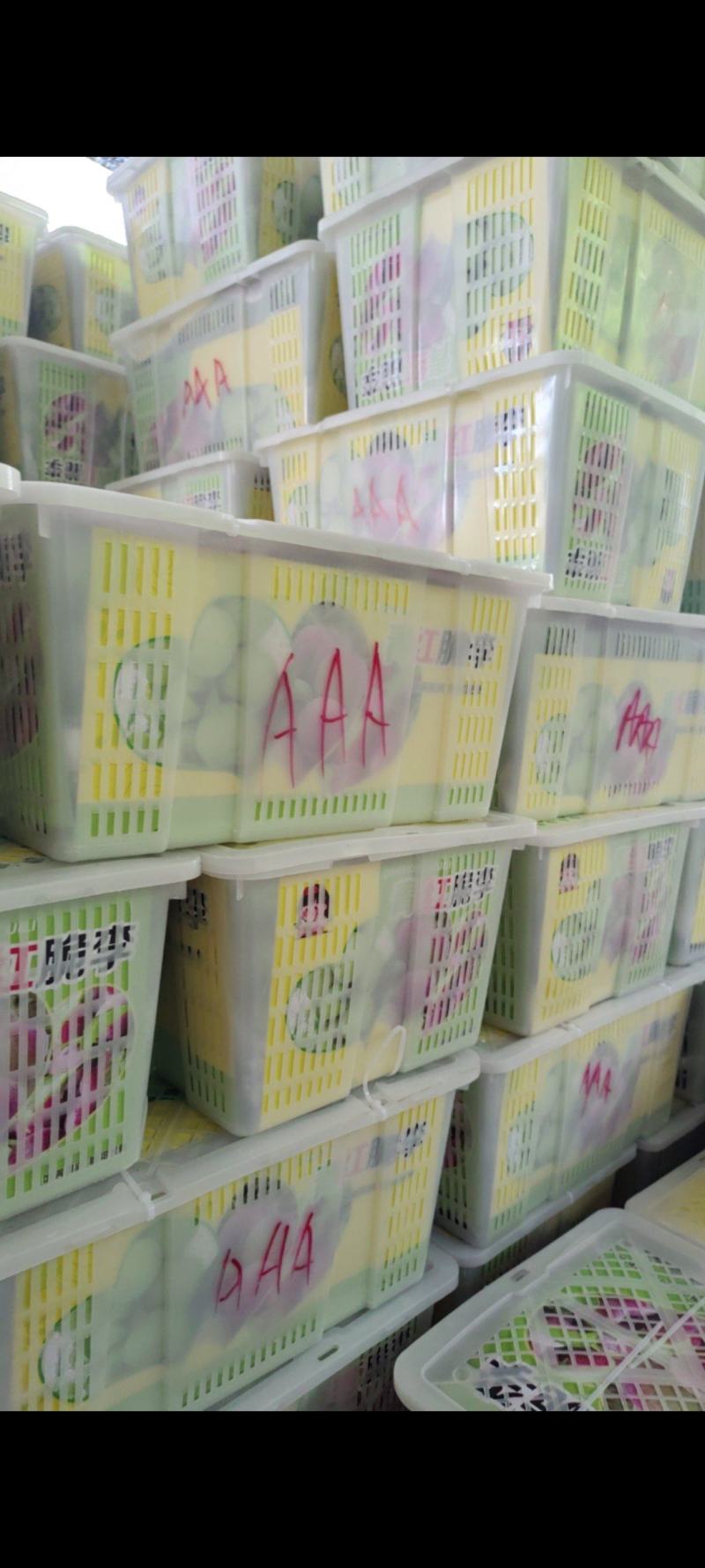 四川青脆李特级场糖度高13左右的脆李找销路