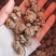 夏天无江西1公斤起批无硫***不包邮正品