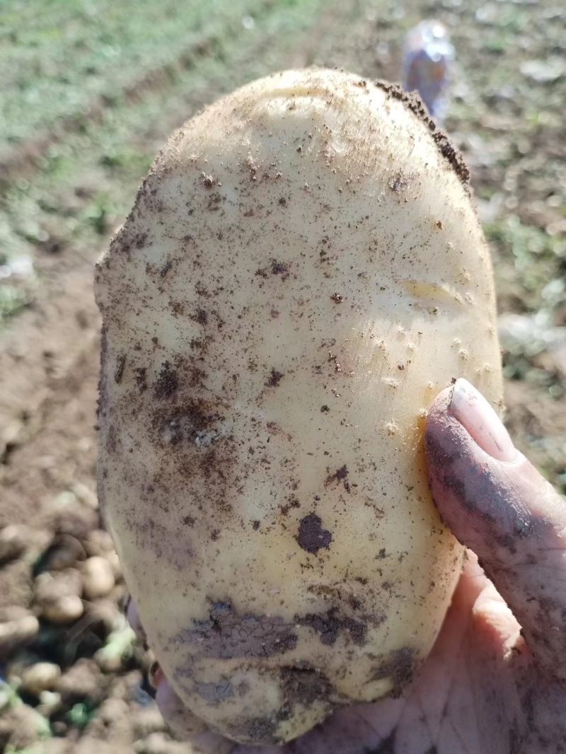 张家口万全土豆，张北，康保土豆，黄皮黄心土豆，三优货