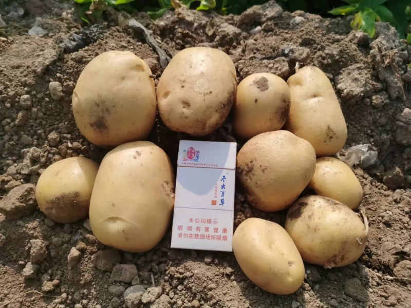 张家口万全土豆，张北，康保土豆，黄皮黄心土豆，三优货
