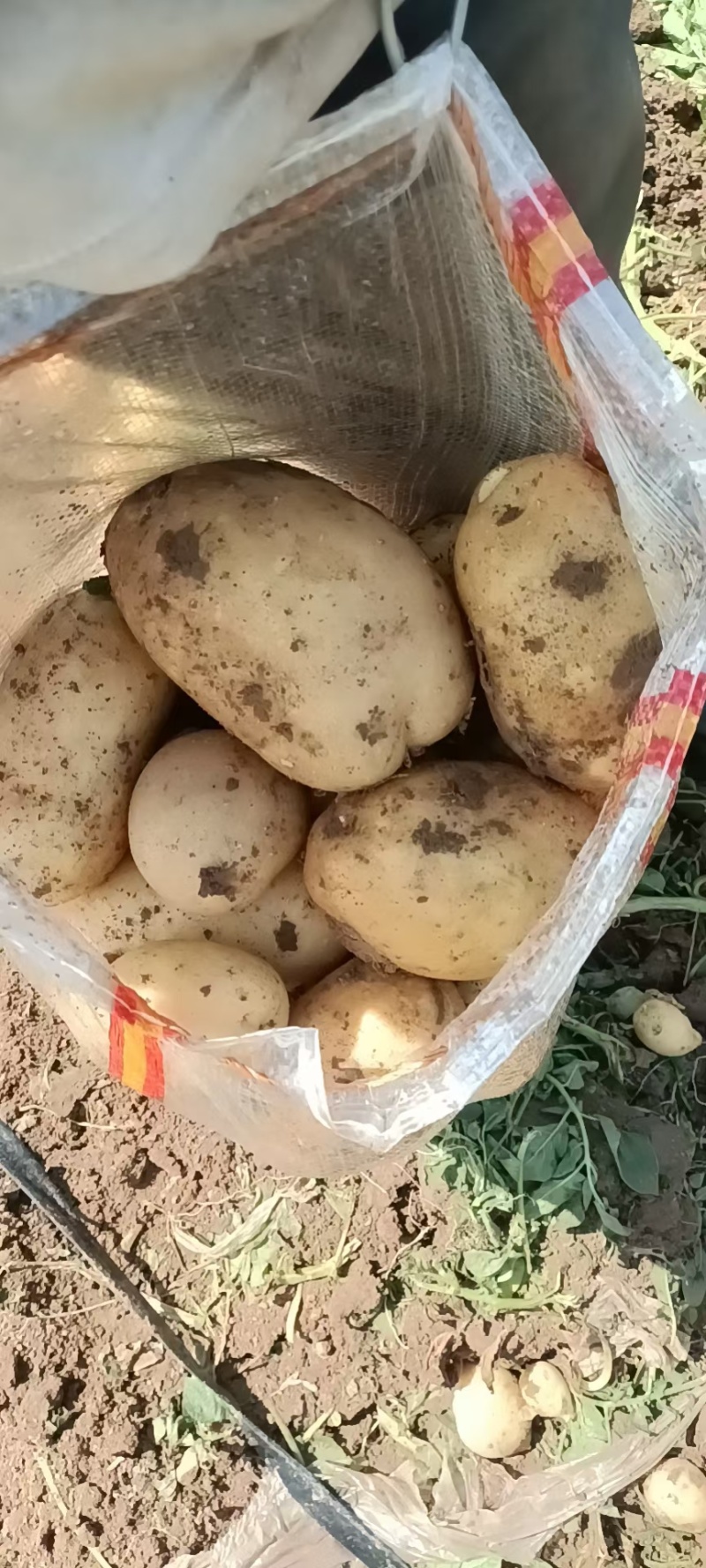 张家口万全土豆，张北，康保土豆，黄皮黄心土豆，三优货
