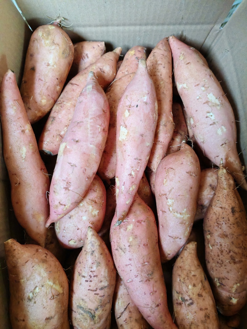 【推荐】龙九红薯商超品质保质保量可全国发货