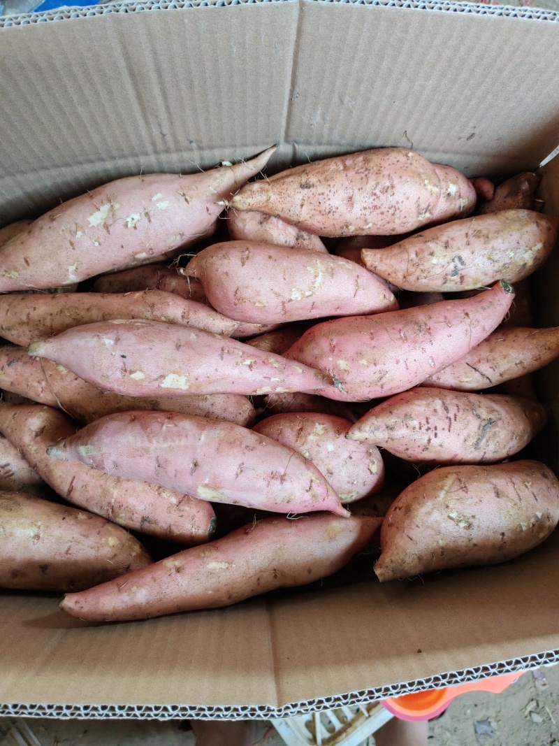 【推荐】龙九红薯商超品质保质保量可全国发货