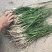 亳州知母苗懒人种植好种植易管理，免费技术指导