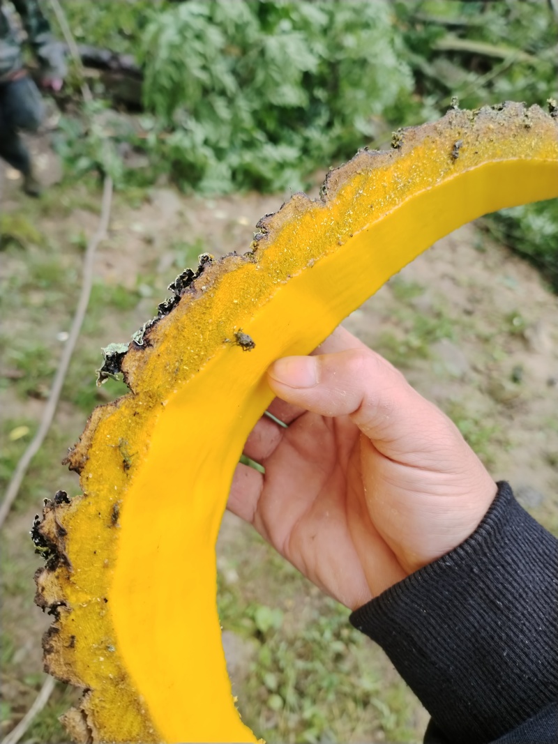 黄柏鲜货