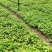 百部苗红花百部苗百部种苗四川达州宣汉放心好苗