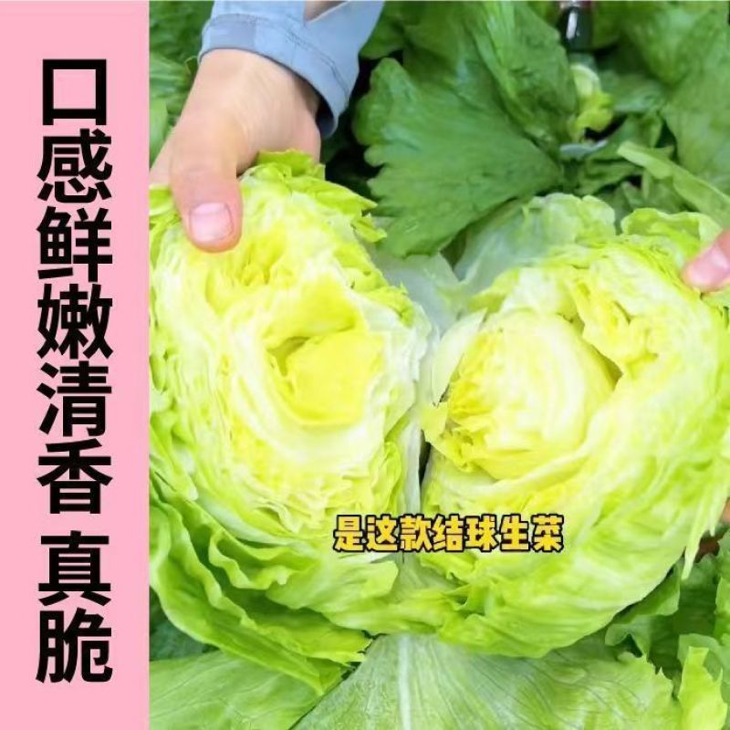 【精选】精品圆生菜菜形好诚信代办代发全国保质保量