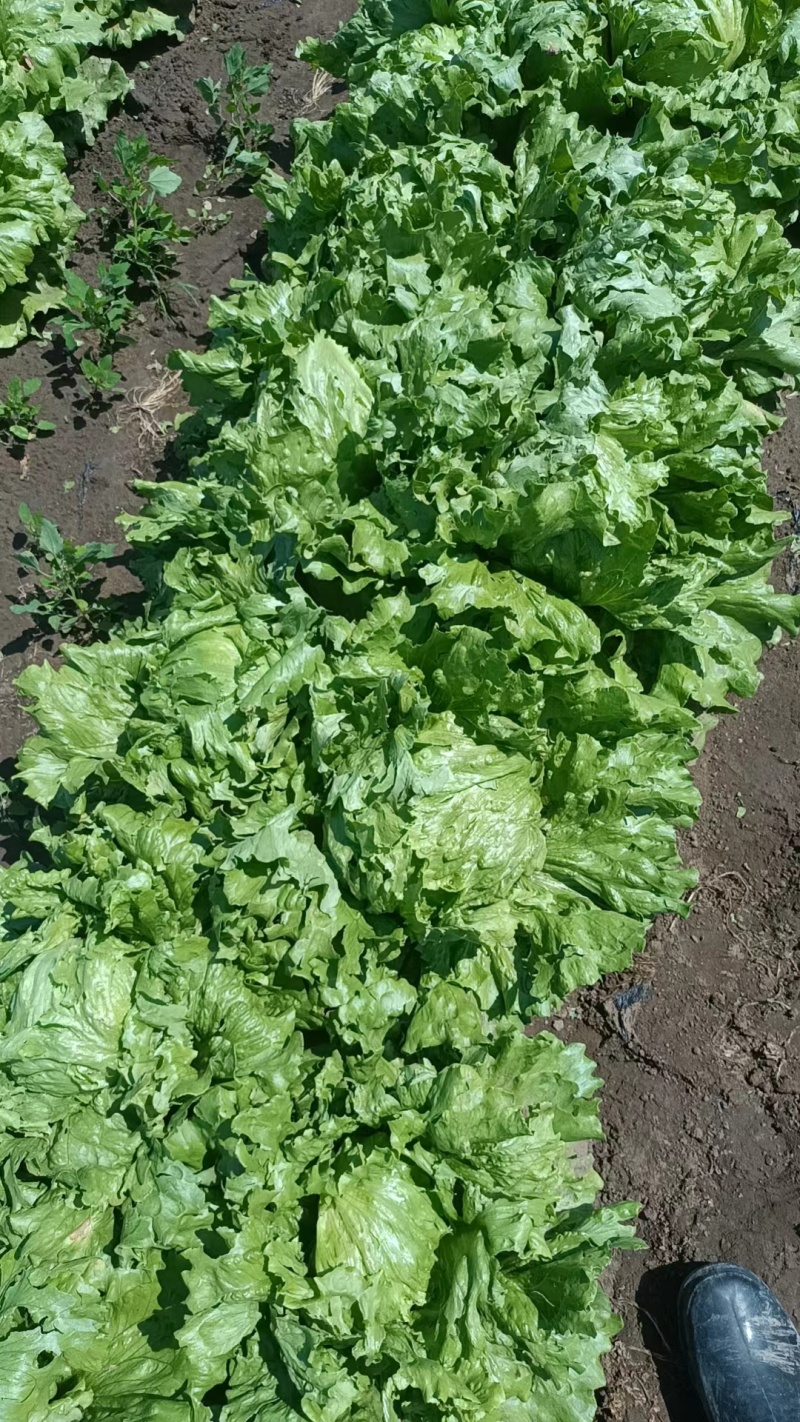 【精选】精品圆生菜菜形好诚信代办代发全国保质保量
