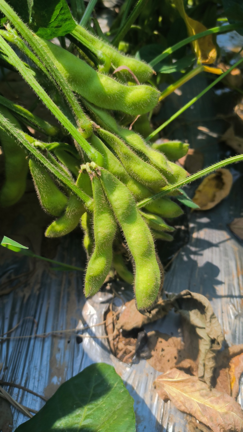 山东菏泽鄄城黄河滩区百亩毛豆