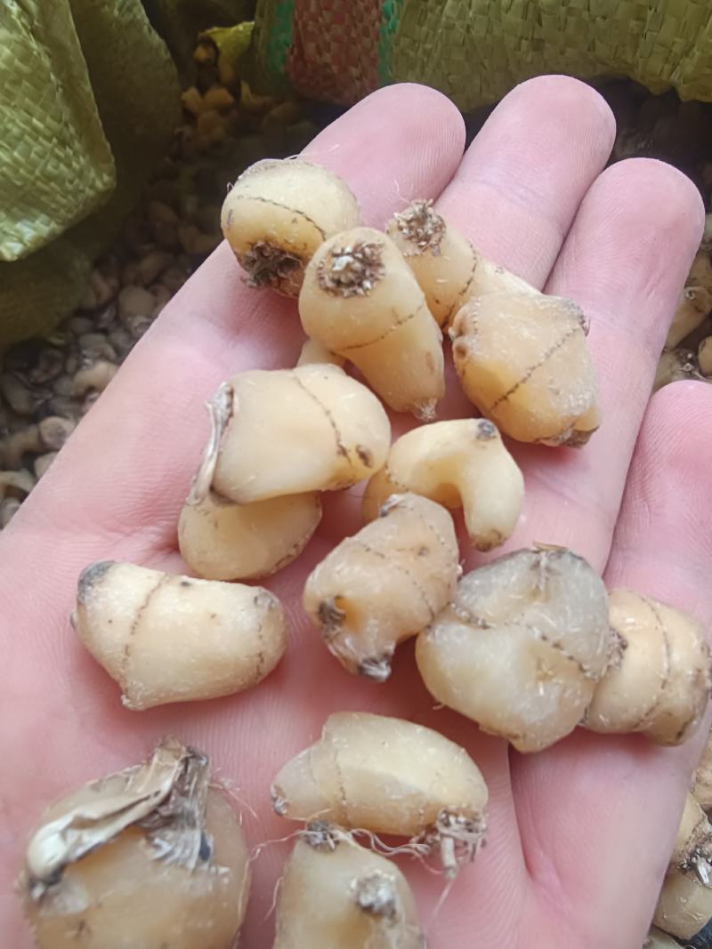 毛慈菇.冰球子.