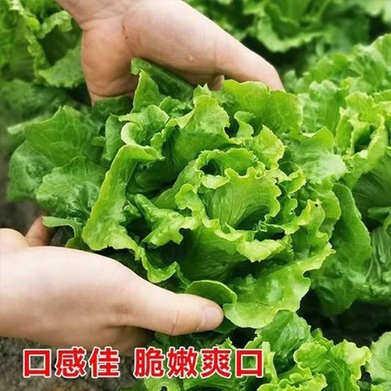 【牛商优选】散叶生菜诚信实力代办代发全国量大从优