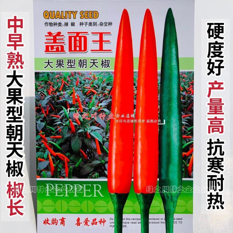 农好盖面王朝天椒种子泰国大果朝天椒椒长硬度好抗寒耐热辣椒