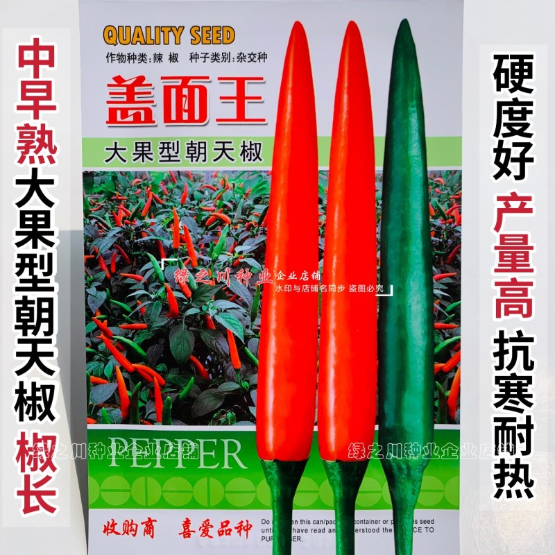 农好盖面王朝天椒种子泰国大果朝天椒椒长硬度好抗寒耐热辣椒
