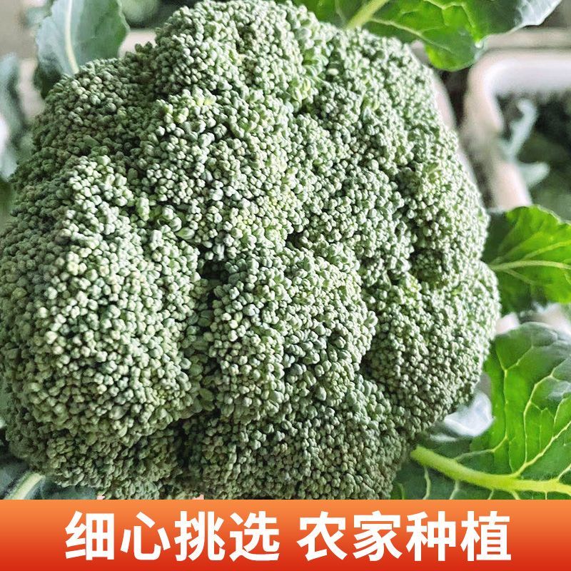 【新鲜脆嫩】西兰花整车批发产地直供量大从优视频看货