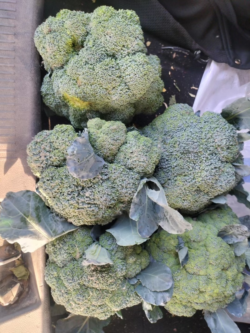 【新鲜脆嫩】西兰花整车批发产地直供量大从优视频看货