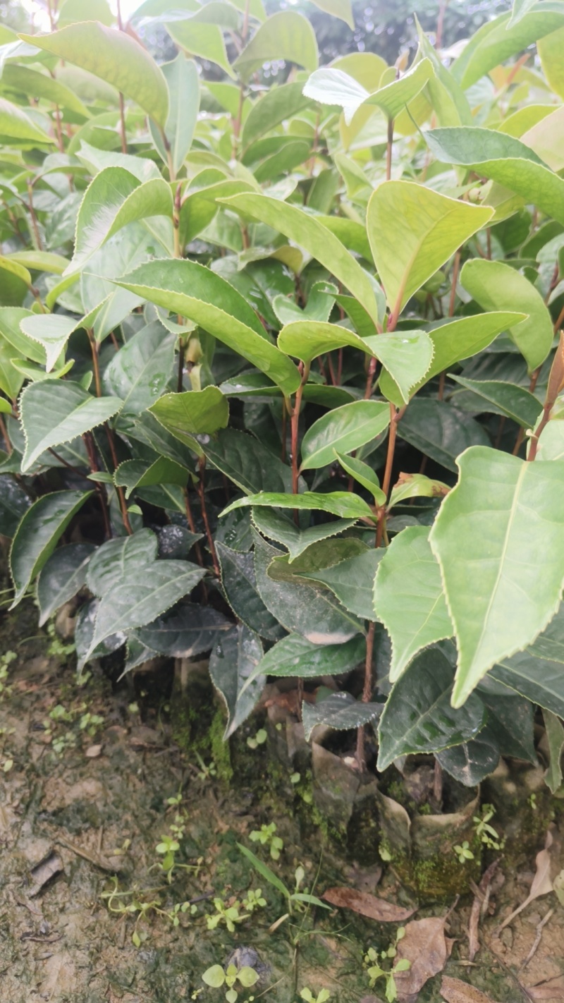 红花油茶苗